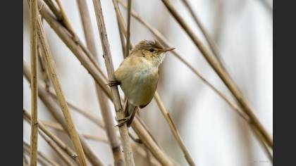 Common Reed Warbler