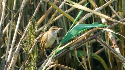 Great Reed Warbler