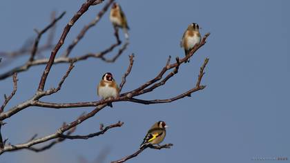 European Goldfinch