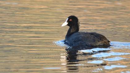 Eurasian Coot