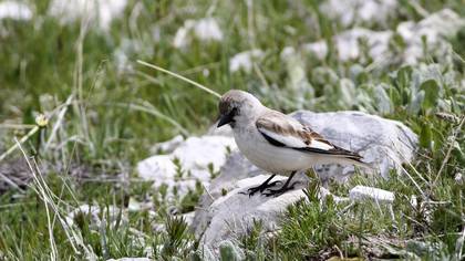 White-winged Snowfinch