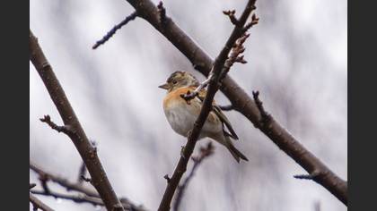 Brambling