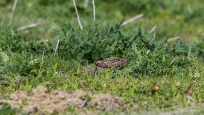 Curlew Sandpiper