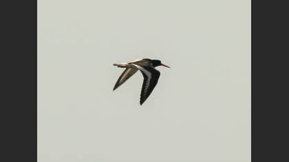 Eurasian Oystercatcher