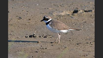 Little Ringed Plover