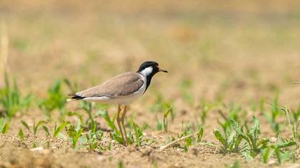 Red-wattled Lapwing