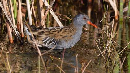 Water Rail