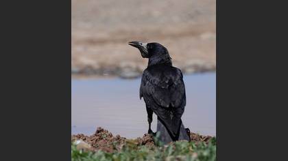 Rook