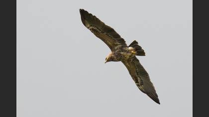 Lesser Spotted Eagle