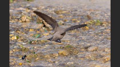 Eurasian Crag Martin
