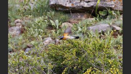 White-throated Robin