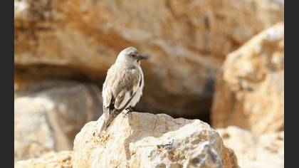 White-winged Snowfinch