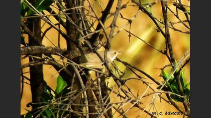Menetries`s Warbler