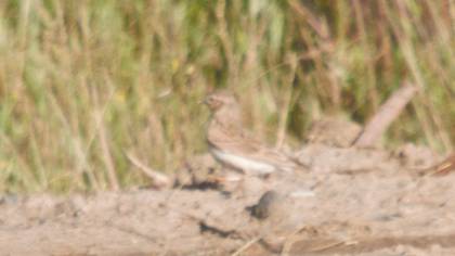 Greater Short-toed Lark