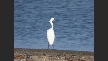 Little Egret
