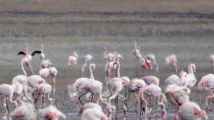Lesser Flamingo
