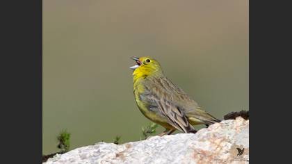 Cinereous Bunting