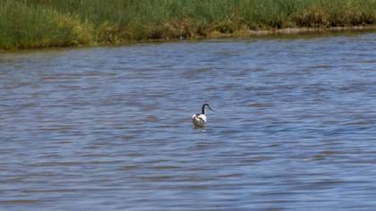 Pied Avocet