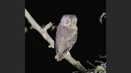 Eurasian Scops Owl