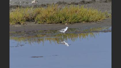 Marsh Sandpiper