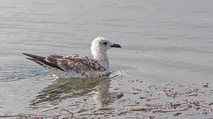 Mediterranean Gull