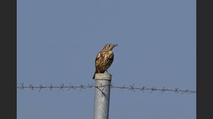 Mistle Thrush