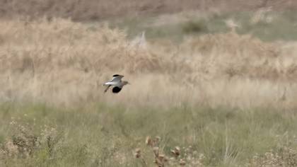 Sociable Lapwing