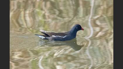 Common Moorhen