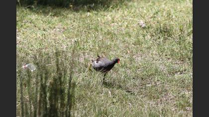 Common Moorhen
