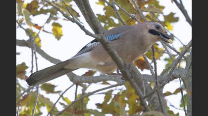 Eurasian Jay