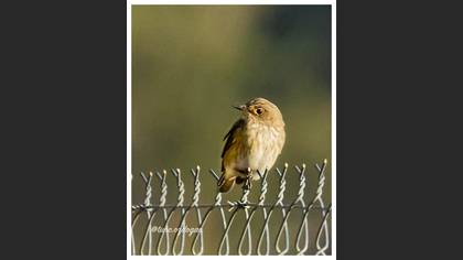 Spotted Flycatcher