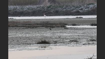 Northern Lapwing