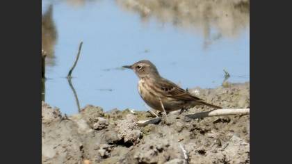 Water Pipit