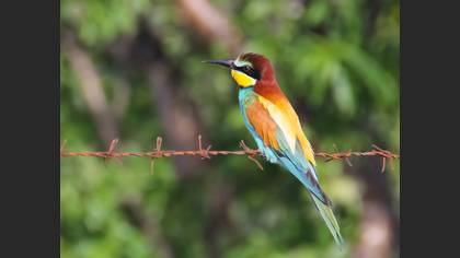 European Bee-eater