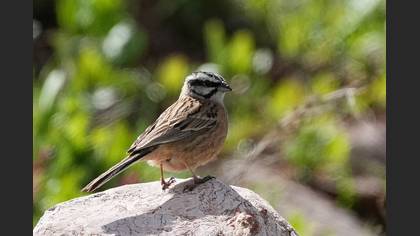 Rock Bunting