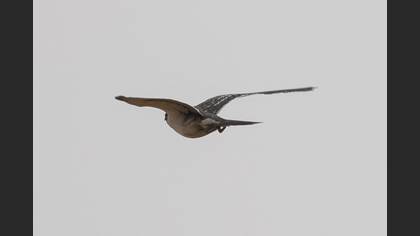 Great Spotted Cuckoo