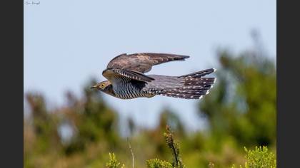 Common Cuckoo