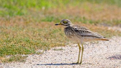 Eurasian Stone-curlew