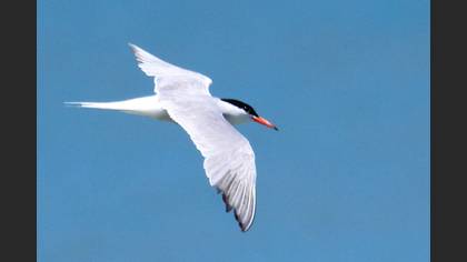 Common Tern