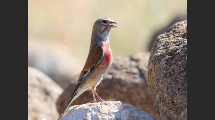 Common Linnet