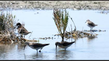 Curlew Sandpiper