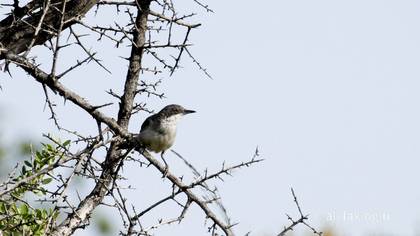 Eastern Orphean Warbler