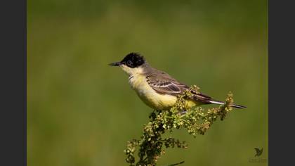 Western Yellow Wagtail