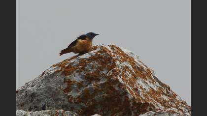 Common Rock Thrush