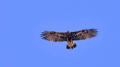 Golden Eagle