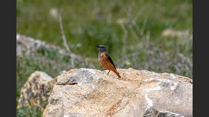 Common Rock Thrush