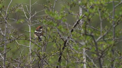 Woodchat Shrike
