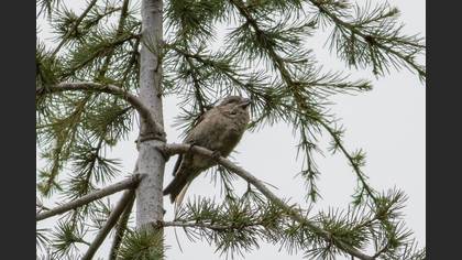 Red Crossbill