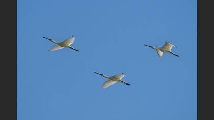 Eurasian Spoonbill
