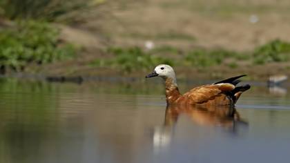 Ruddy Shelduck